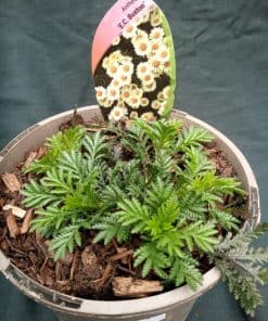 Anthemis tinctoria E. C. Buxton - 2 litre