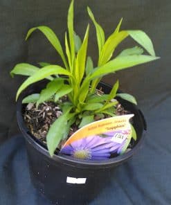 Aster Sapphire - 2 litre