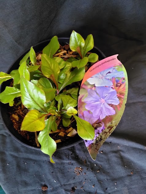 Ceratostigma plumbagnoides - 2 litre
