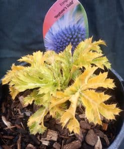 Eryngium Neptune's Gold - 2 litre