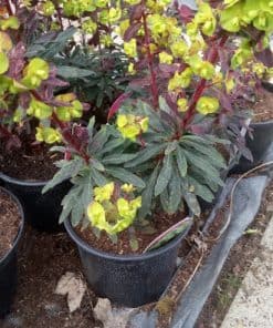 Euphorbia Amy Purpurea - 2 litre