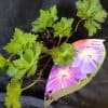 Geranium Rozanne - 2 litre