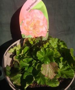 Geum Pink Petticoats - 2 litre