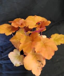 Heuchera Creme Brulee - 1 litre