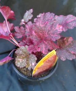 Heuchera Midnight Rose -1 litre