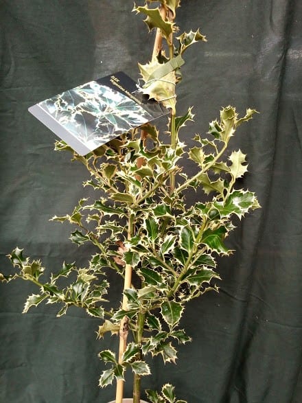 Ilex marginata- holly