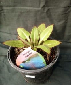Meconopsis China Blue 1 litre