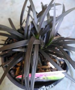 Ophiopogon planicapus Nigrescens - 1 litre