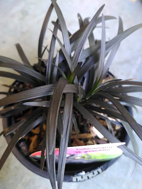 Ophiopogon planicapus Nigrescens - 1 litre