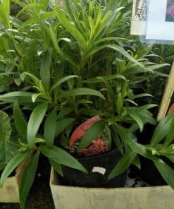 Penstemon Hewells Pink - 2 litre