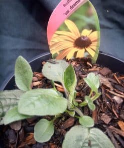 Rudbeckia Deamii - 2 litre