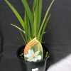 Hesperantha Snow Maiden - 2 litre