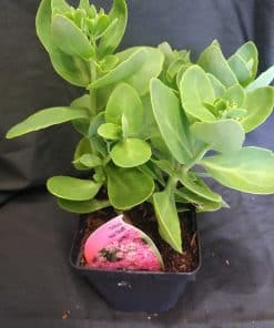 Sedum spectabile Hot Stuff - 2 litre