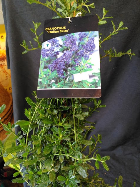Ceonothus Puget blue