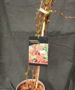 Chaenomeles Crimson & Gold