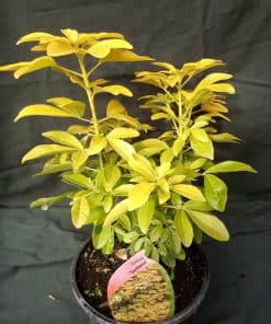 Choisya ternata Sundance