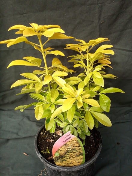 Choisya ternata Sundance