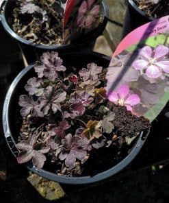 Geranium Dusky Rose - 2 litre