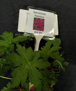 Geranium Patricia - 2 litre