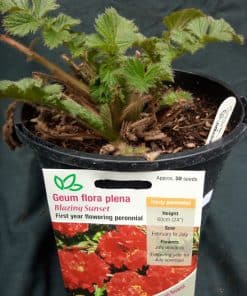 Geum Blazing Sunset - 2 litre