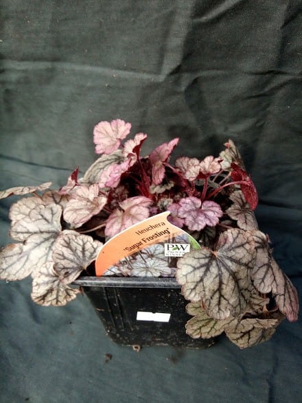 Heuchera Sugar Frosting - 2 litre