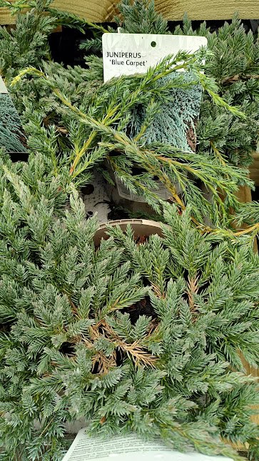 Juniperus Squamata Blue Carpet - 2 litre