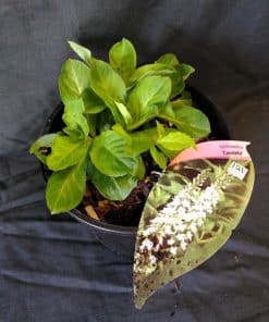 Lysimachia Candela - 2 litre