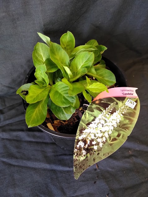 Lysimachia Candela - 2 litre