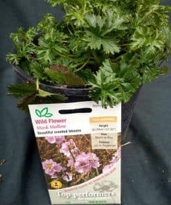 Malva moschata - musk mallow - 2 litre