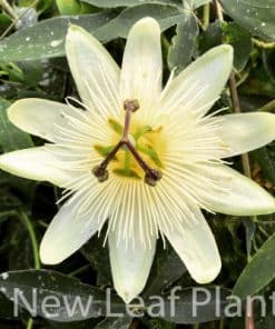 Passiflora Constance Elliot