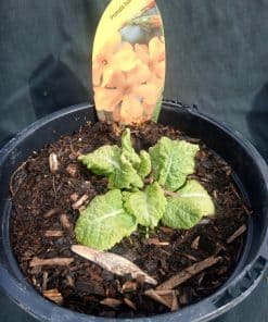 Primula bulleyana - 2 litre