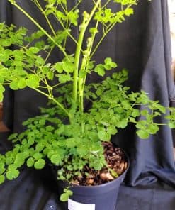 Thalictrum Splendide Album - 2 litre
