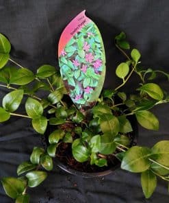  Vinca minor Bowles Purple - 2 litre