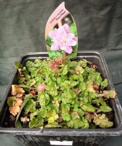 Erodium Bishops Form - 9cm