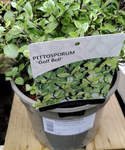 Pittosporum Golf Ball