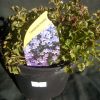 Campanula muralis - 9cm