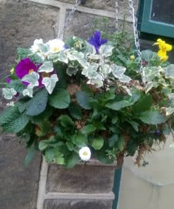 14" Mossed hanging basket