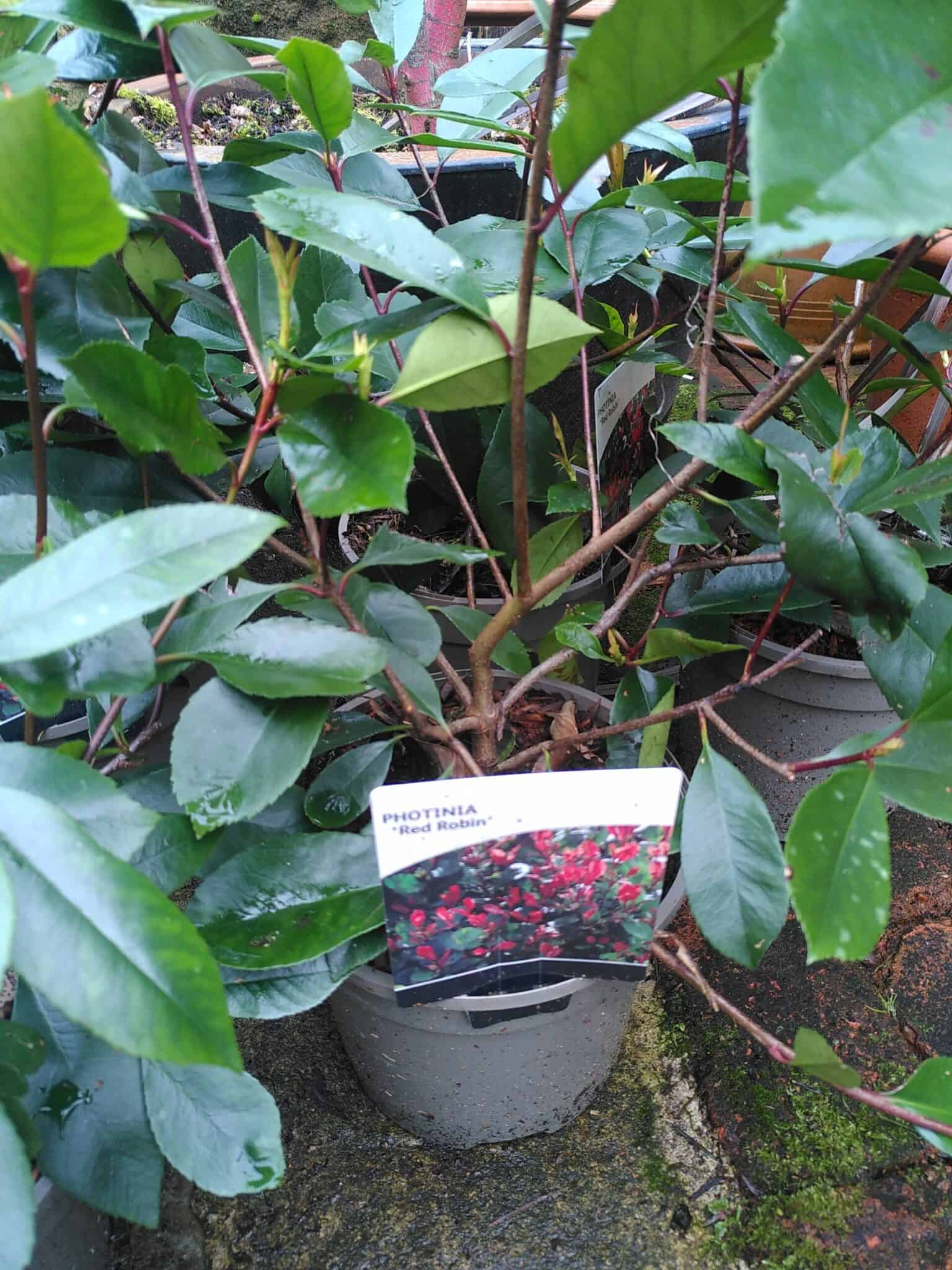 Photinia fraseri Red Robin