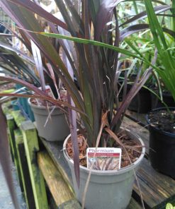 Phormium tenax Purpureum