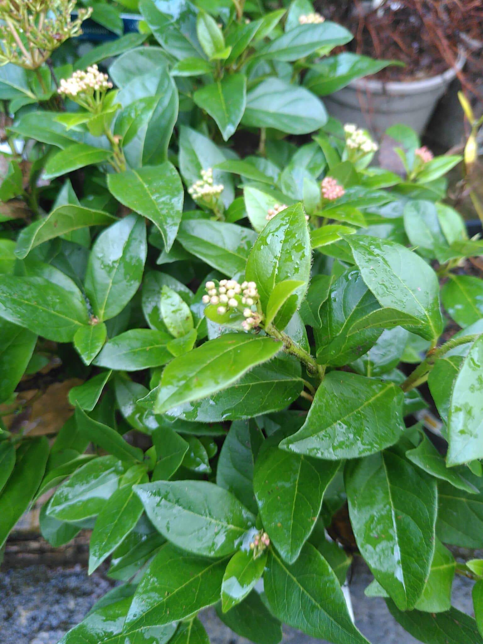 Viburnum tinus
