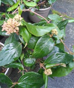 Viburnum burkwoodii