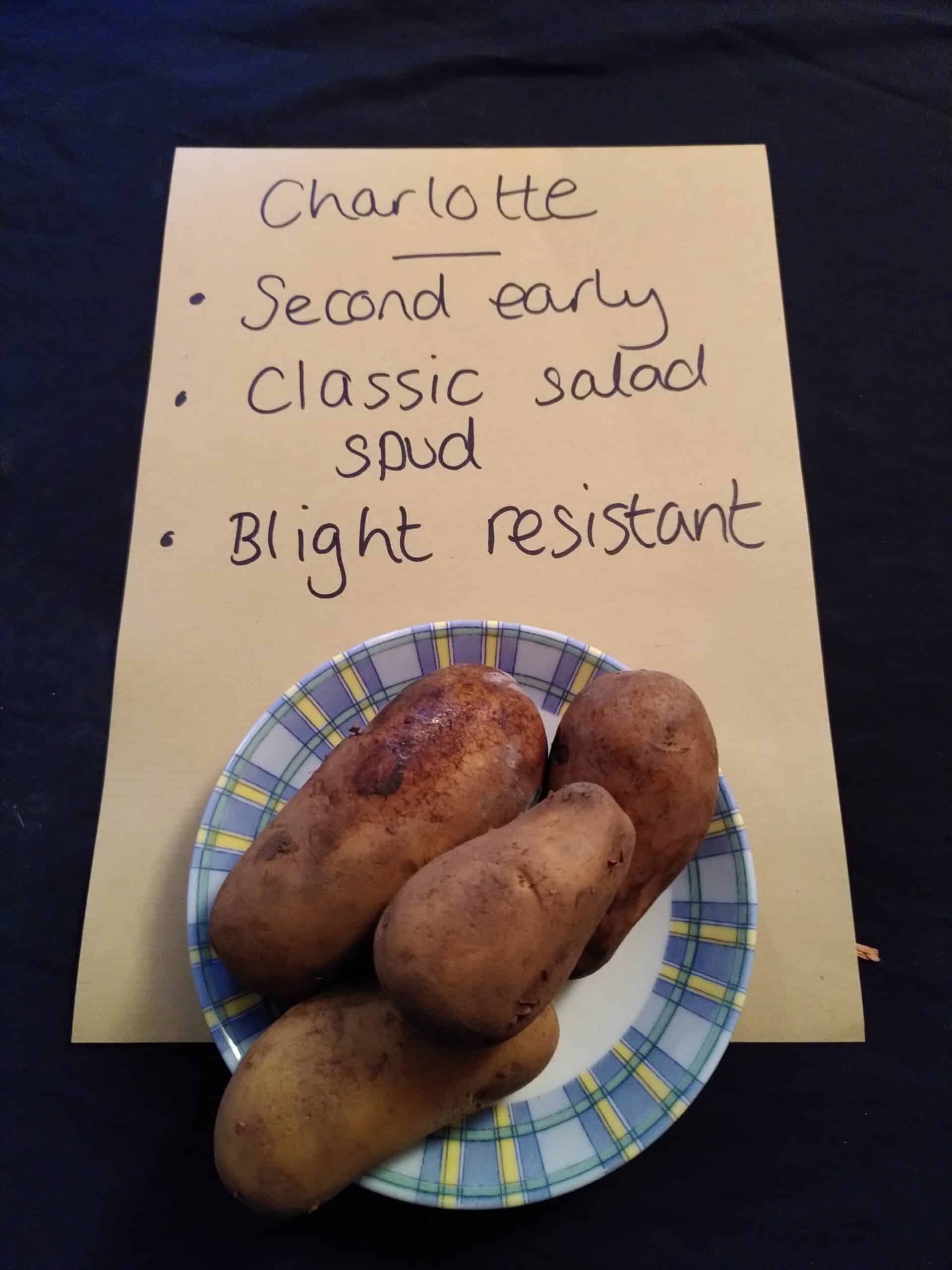 Charlotte seed potatoes