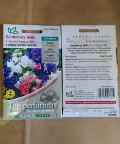 Canterbury Bells Cup and Saucer Mixed seeds