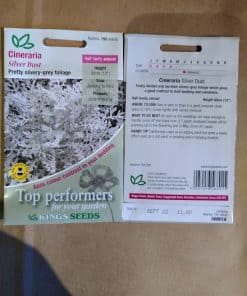 Cineraria Silver Dust seeds