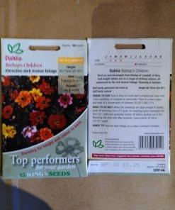Dahlia Bishops Children seeds