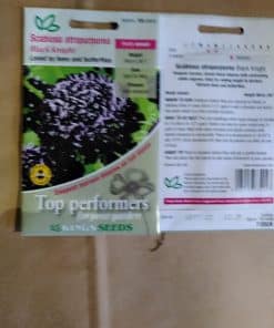 Scabiosa atropurpurea seeds