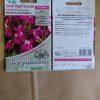 Stock Night Scented Matthiola Bicornis seeds