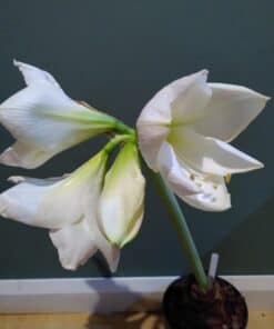 Alternative view of Amaryllis Mont Blanc