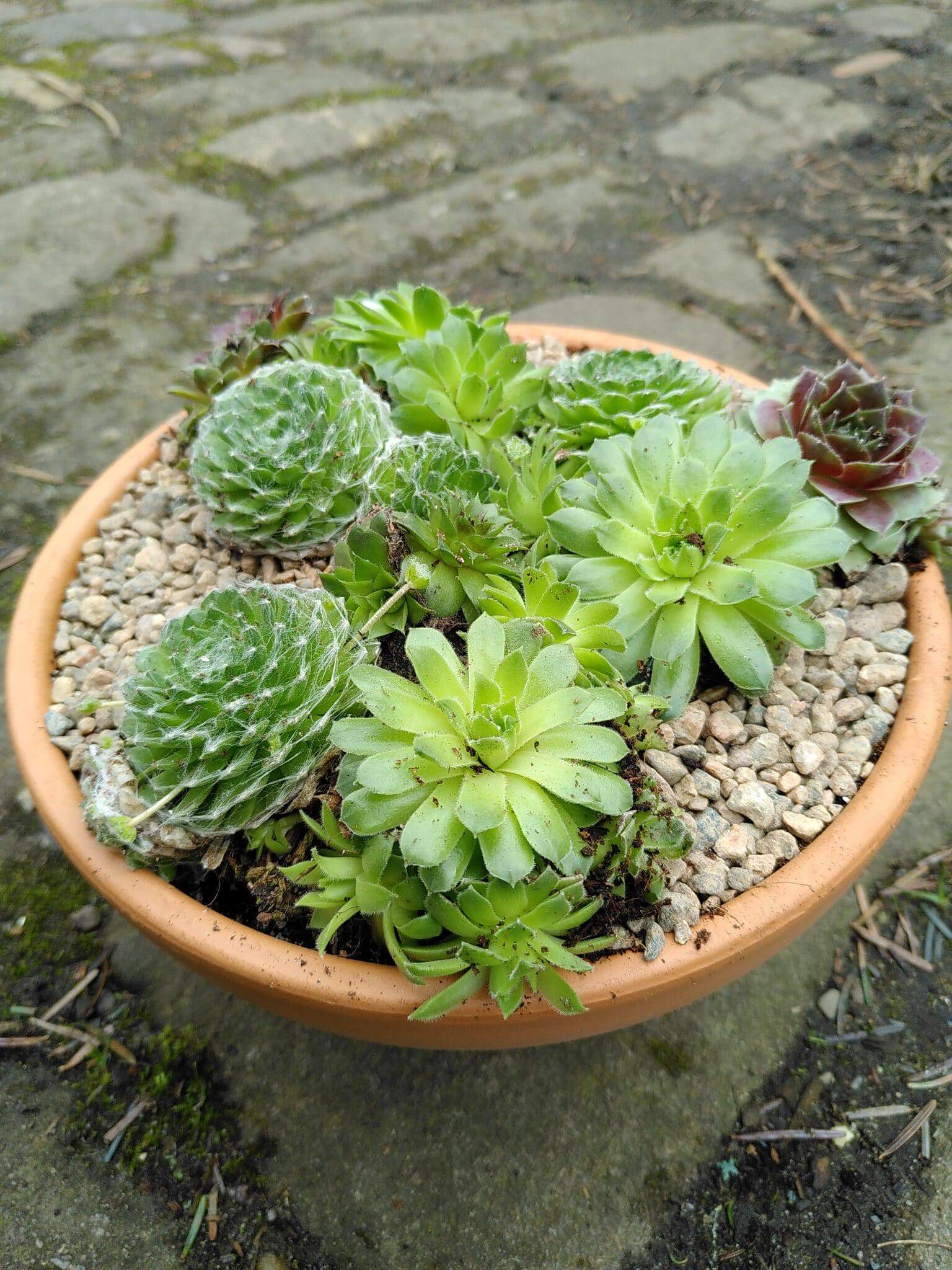 Bowl of houseleeks