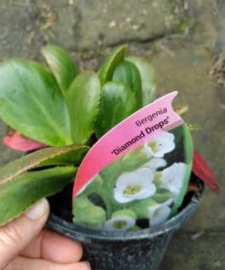 Bergenia Diamond Drops - 2 litre